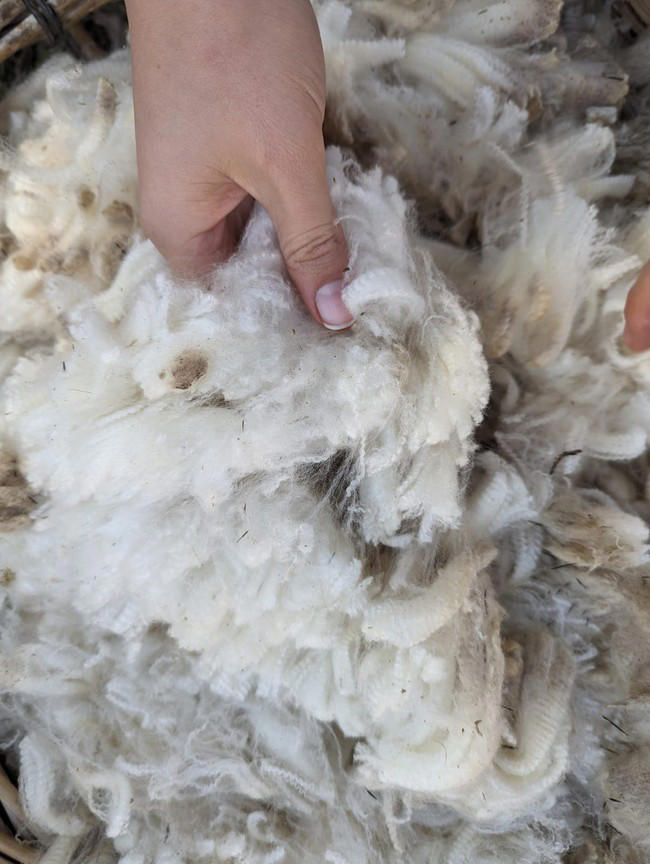 Working with nature: The ‘knitty’ gritty of regenerative wool farming ...