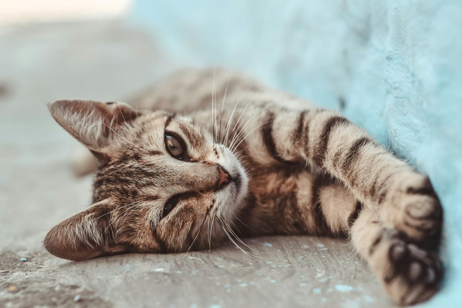 <p>Taking in a stray cat requires more care and patience than adopting a kitten, but can result in a loving, lifelong companion if handled correctly. Doing these 10 things when bringing in a stray can make all the difference.</p>