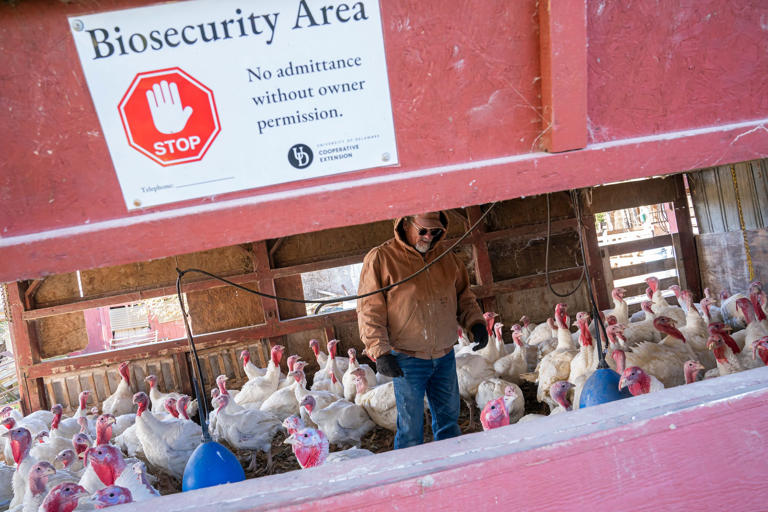 Bill Powers with his flock of white turkeys, kept under shelter to prevent exposure to bird flu, in Townsend, Delaware. Nathan Howard/Getty Images