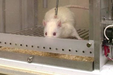 científicos regeneran vías neuronales en ratones con el uso de células de rata