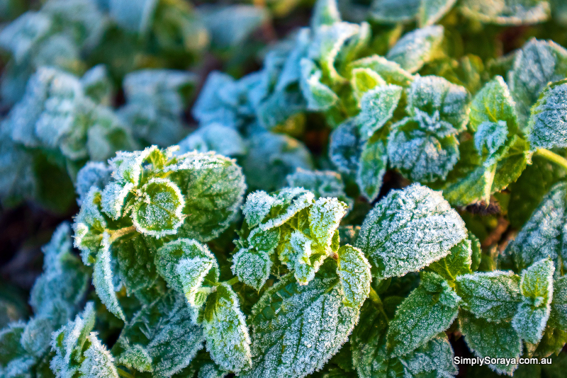 mint plant in winter: can it survive?