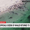 Australian Officials: Dozens of Whales Returned to Sea<br>