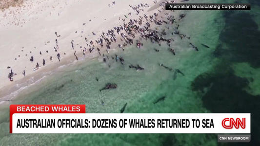 Australian Officials: Dozens of Whales Returned to Sea<br><br>