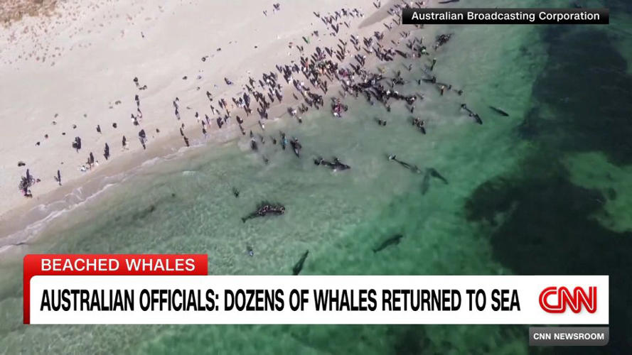 Australian Officials: Dozens of Whales Returned to Sea