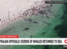 Australian Officials: Dozens of Whales Returned to Sea<br><br>