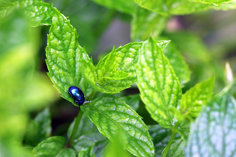 does spearmint repel bugs? pests you can keep away with mint