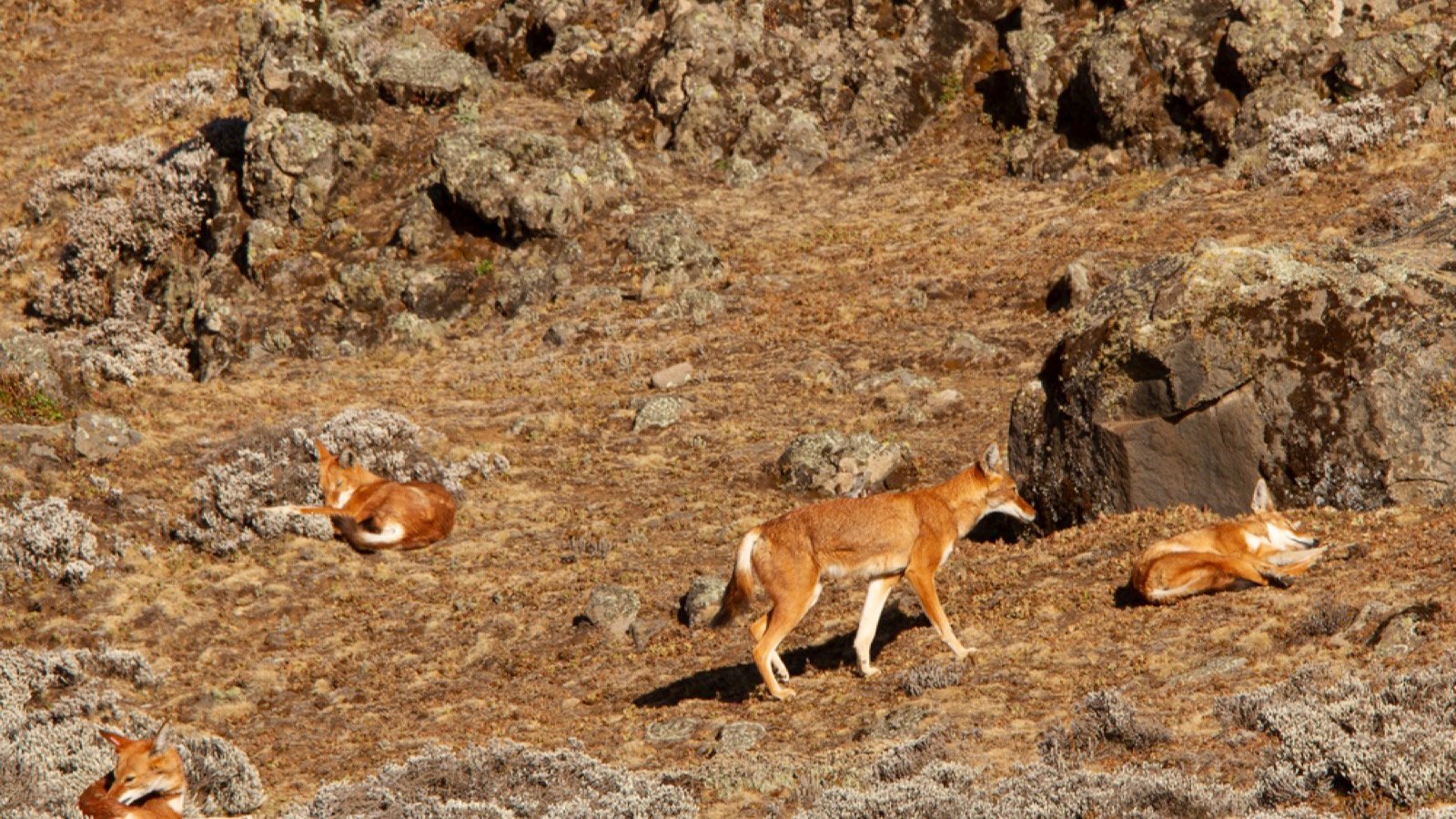 <p>Ethiopia may not be the first location that springs to mind for a wolf experience, but it hosts the Ethiopian wolf, a red-coated beauty closely related to the gray wolf. Sadly, this magnificent animal is in great danger of extinction, with only 500 remaining in the wild. As one of Africa’s rarest carnivores, seeing them in their natural habitat is a privilege.</p>