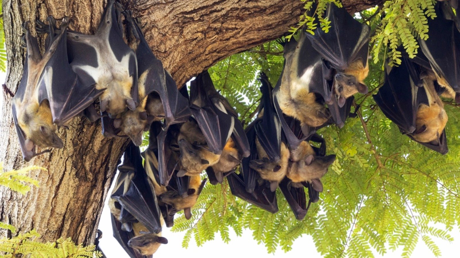<p>Can you imagine over 8 million hungry fruit bats in the air? Each year, during October and December, millions of fruit bats travel to Kasanka National Park from the Congo to munch on its wild Masuku fruits. This phenomenal event only happens in Kasanak.</p><p>This is the world’s largest mammal migration and attracts many tourists eager to observe these incredible creatures.</p>
