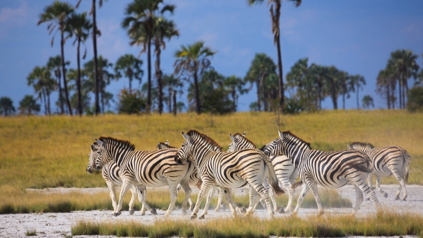 <p>Between March and April, you can observe about 30,000 zebras migrating across the saltpans of Botswana. Their arduous journey takes around six months, and they spend a few months enjoying the lush grazing and plentiful water supply at the Boteti River.</p><p>What appeals to visitors is that the zebra migration isn’t as popular as the wildebeest migration, so the experience feels more intimate.</p>
