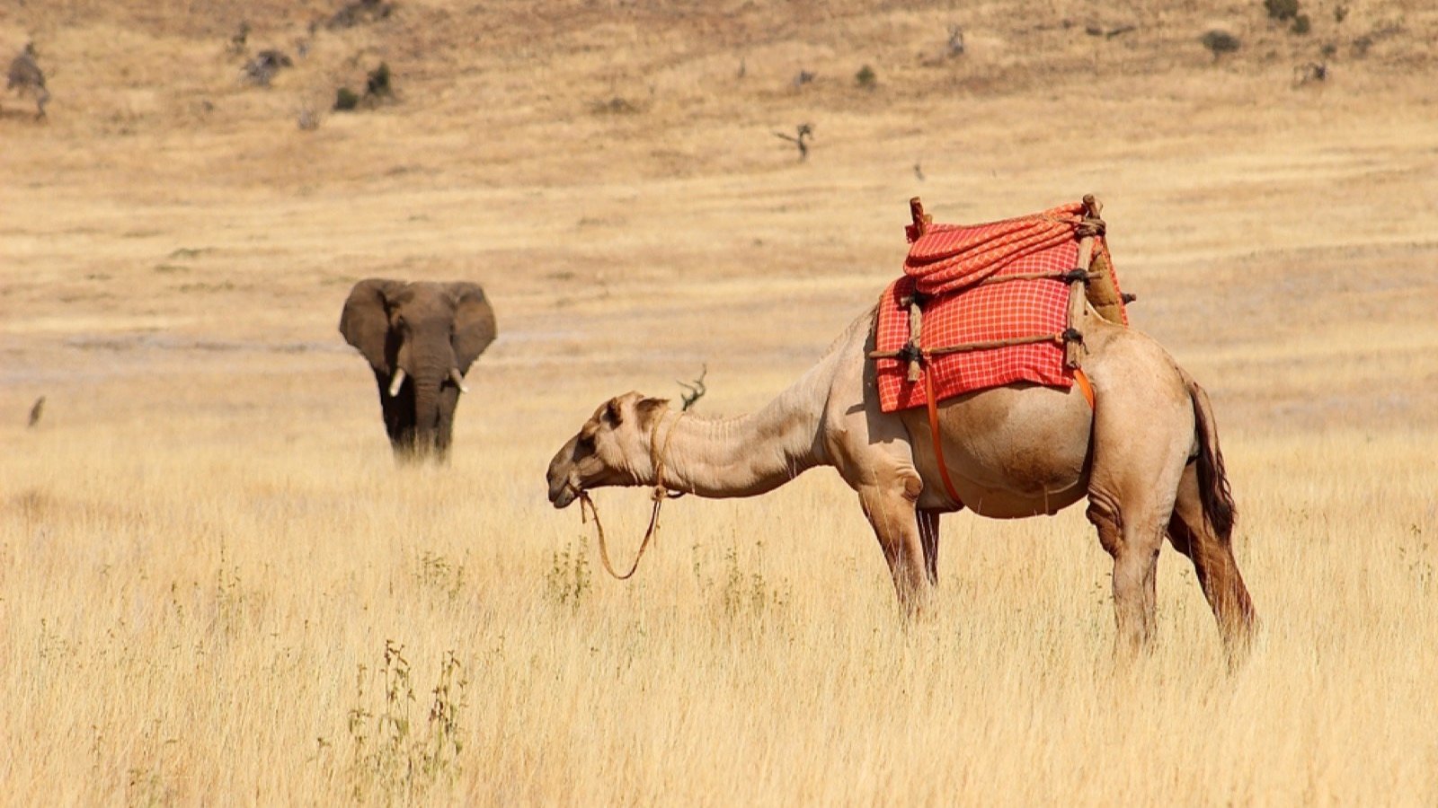 <p>Instead of a horse safari or bumping across the plains in a vehicle, why not travel with nature on an elegant, well-trained camel? Riding this stoic, hardy animal is the perfect way to get closer to wildlife like giraffes, ostriches, and zebras.</p><p>It’s becoming an increasingly popular way to enjoy an African safari, allowing you to reach areas inaccessible to vehicles.</p>