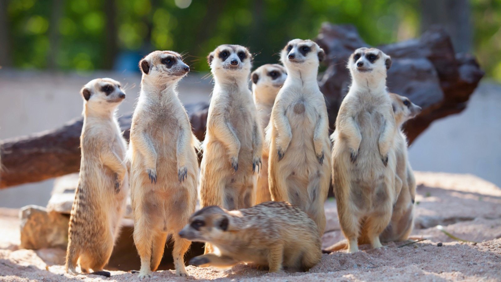 <p>Meerkats are adorable, and in this location, prepare for these cute and <a href="https://www.kindafrugal.com/curious-creatures-16-rare-animals-few-have-laid-eyes-on/">curious creatures</a> to crawl onto your lap. Meerkats live in groups of up to 40 and thrive in the dry, unyielding regions of Botswana and South Africa.</p><p>These animals are famous for their standing “look out” pose, so don’t be surprised if you become a convenient post if you get close to the meerkat burrows.</p>