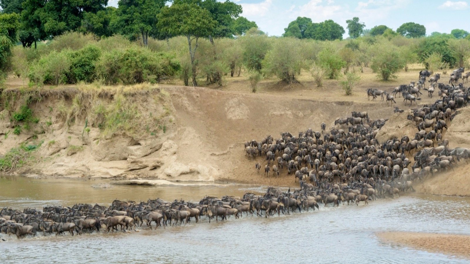 <p>Wildebeest herds migrate across the Mara River in the southern Serengeti each year between June and October. The enormous herd travels across the plains following the rains to reach the lush grass. They must navigate through big cat territory. It’s a once-in-a-lifetime visually spectacular wildlife experience.</p><p>If you prefer watching the less dramatic calving period, the best time to visit is in March.</p>