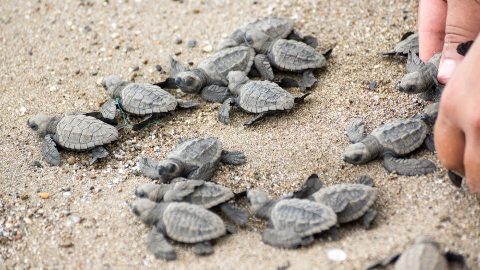 <p>For a delightful wildlife encounter, head to coastal Africa to watch turtles nesting and laying hundreds of eggs. Two popular locations are Sao Tome and Principe on the western coastline of equatorial Africa.</p><p>Between October and April, the turtles head inland to struggle up the beach in the dark to lay their eggs.</p>