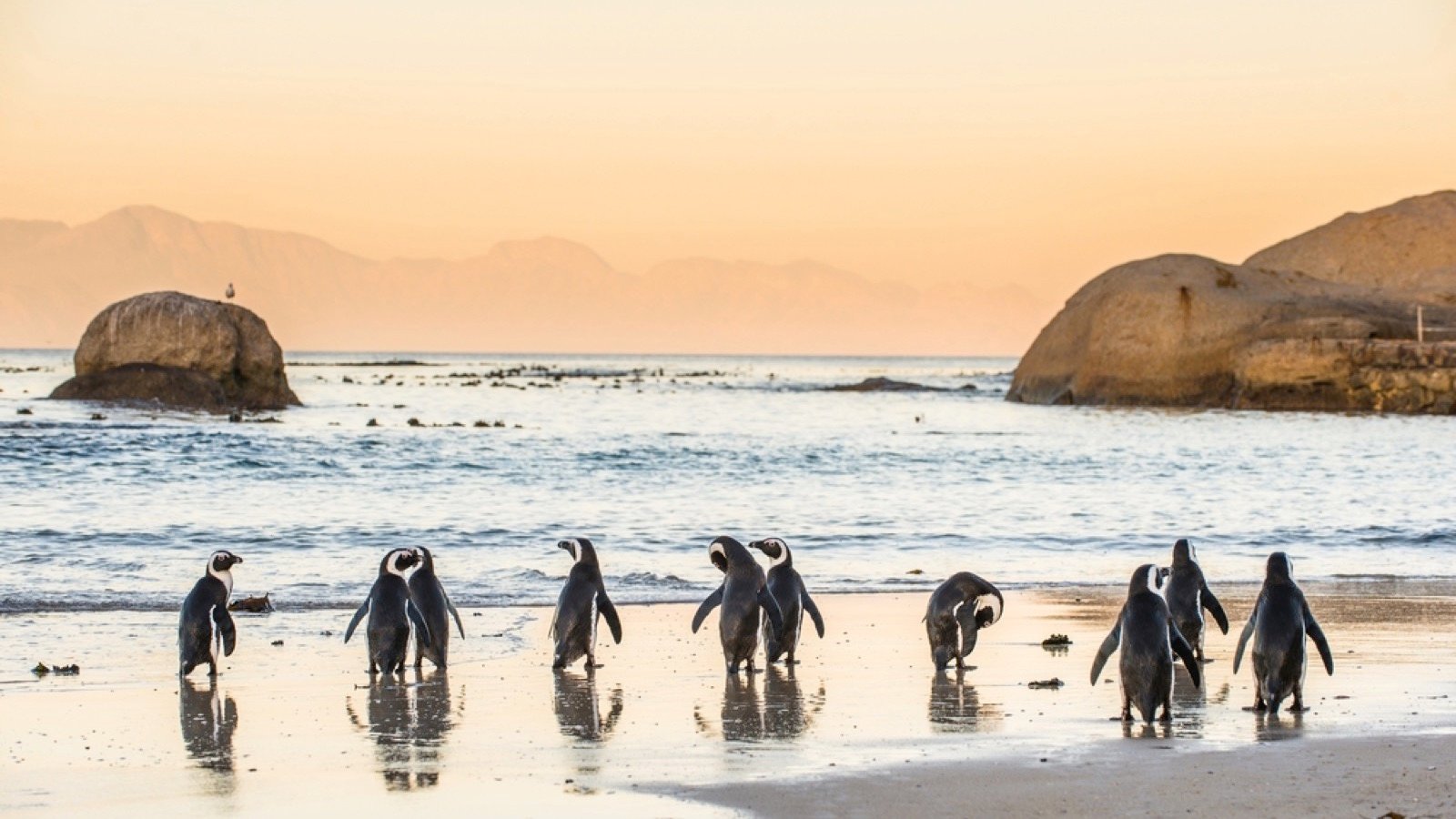 <p>If you love penguins, head to Boulders Beach, Cape Town, to spend time with these cute, quirky, flightless seabirds. Because of the location’s popularity, the penguins have become used to people being around, so you can get quite close to them.</p><p>Boulders Beach is within the Table Mountain National Park Marine Protected Area, meaning the penguins are protected, and the beaches are clean and safe.</p>