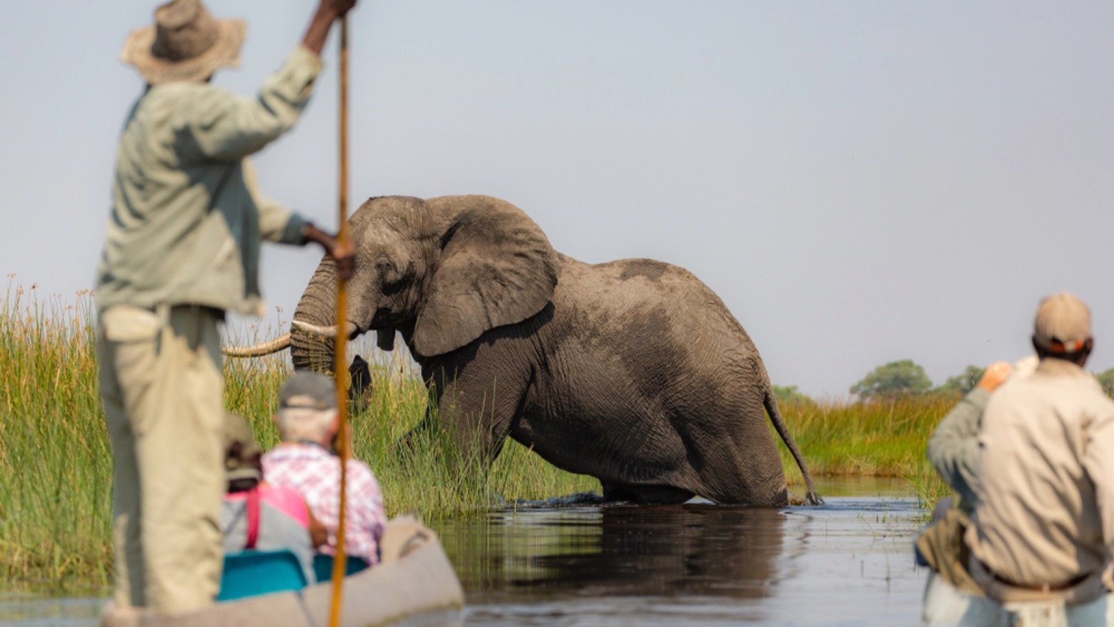 <p>If you’re feeling brave, consider a relaxing canoe safari in the Okavango Delta, Botswana, or floating down the Zambezi River in Zimbabwe. This area is home to many hippos and crocodiles. Getting close to them is a fantastic opportunity.</p><p>You may also be lucky enough to see enormous elephants and other African animals and species on the riverbanks.</p>