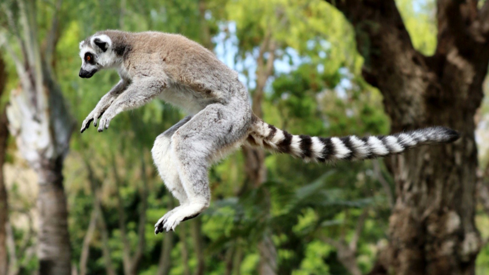 <p>Lemurs are found only in beautiful Madagascar, which has distinct species of flora and fauna. Visit Ranomafana National Park or Andasibe National Park to spot the big-eyed, quirky lemurs leaping through the trees.</p><p>Madagascar is the fifth-largest island worldwide, with over 100 recognized lemur species. Getting close to them will be a memorable experience.</p>