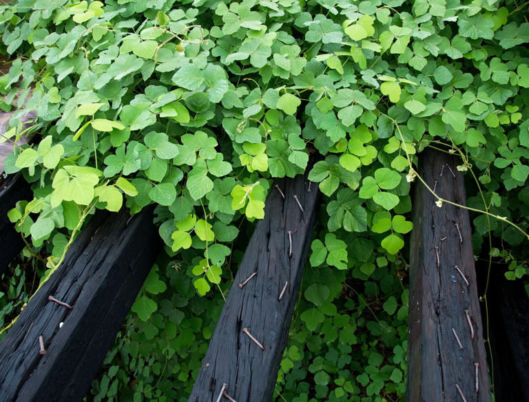 Kudzu: The Notoriously Invasive Vine That Ate the South