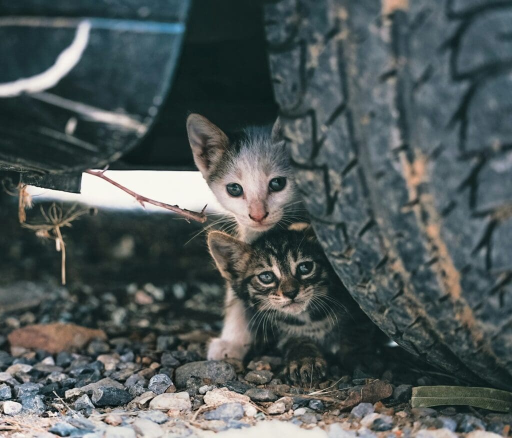 <p>If there’s any chance at all your cat can get outdoors, you’ll want to first ensure they’re spayed or neutered. You don’t want to be surprised with a litter of kittens, nor do you want your male cat leaving an unwanted litter behind. Spaying or neutering your cat is the responsible thing to do.</p>
