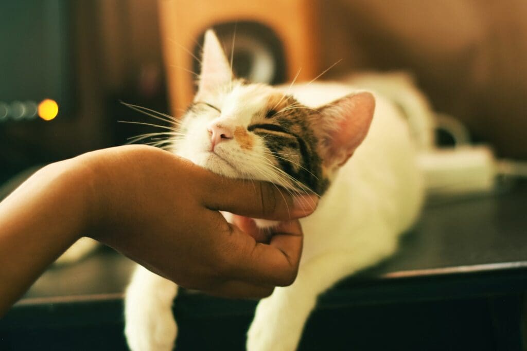 <p>Although you’re excited about sharing your life with your new cat, remember that the animal may be anxious and shy. Don’t force a relationship. Ease the cat into your family. Give the cat plenty of space and allow it to come to you rather than chase after it. This will help build trust.</p>