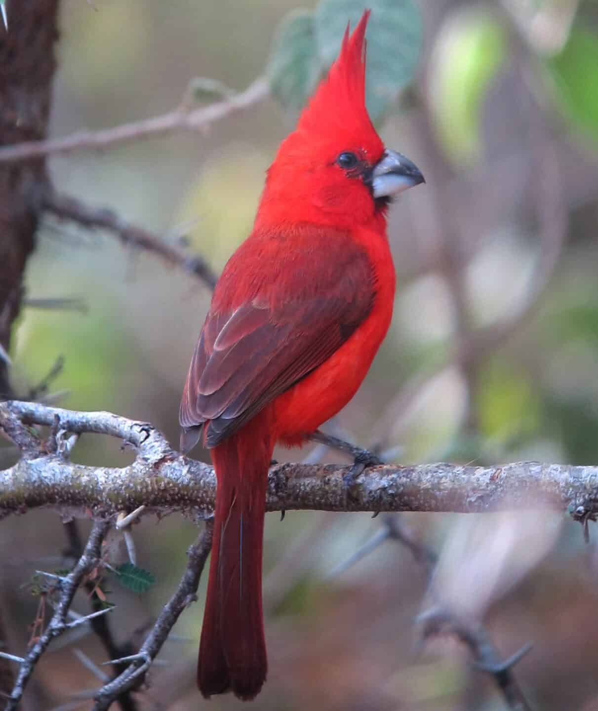 Where Do Cardinals Nest?