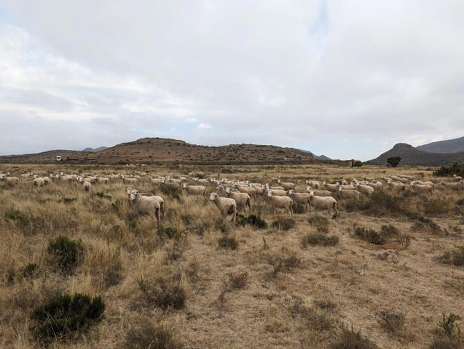 Working with nature: The ‘knitty’ gritty of regenerative wool farming ...