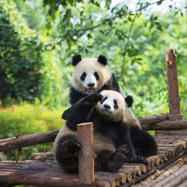 WATCH: Two Pandas Attack Zookeeper In Front Of Shocked Onlookers