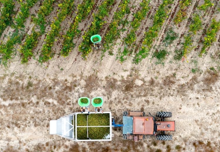 sécheresses, vagues de chaleur, gel précoce… la production mondiale de vin a chuté de 10 % en 2023
