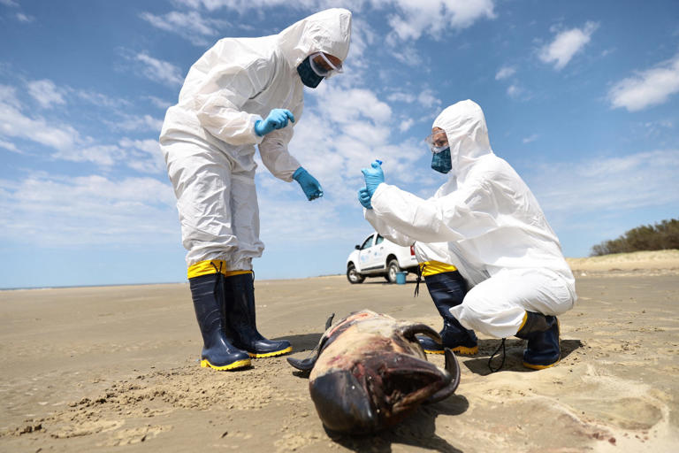 Scientists collect organic material from a dead porpoise on the coast of the Atlantic Ocean, during a bird flu outbreak in São José do Norte, Brazil. Diego Vara/Reuters