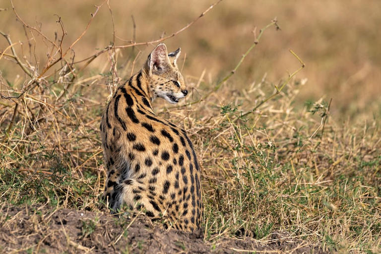 Serval-chat