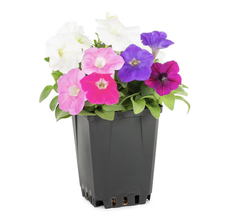 Lowe’s Is Giving Away Free Flowers for Mother's Day