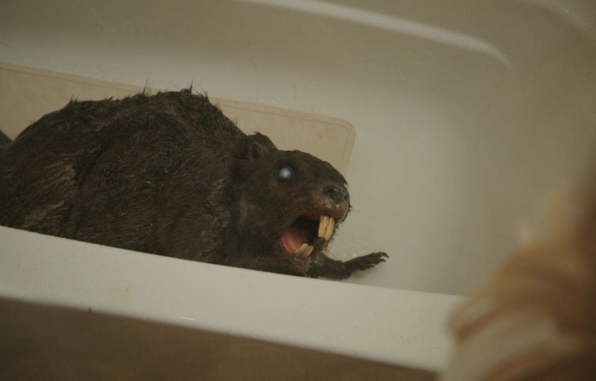 <p>"Zombeavers" is a comedic horror film that centers around a group of young people facing off against bloodthirsty zombie beavers. The absurd premise and the use of animatronic puppets to portray the zombified beavers add a touch of ridiculousness.</p> <p>The cheesy dialogues and exaggerated situations further contribute to its comedic charm. Although clearly not aiming to frighten, the film released in 2014 becomes such a hilariously bad experience that it's good, attracting viewers with its unique blend of horror and comedy.</p>