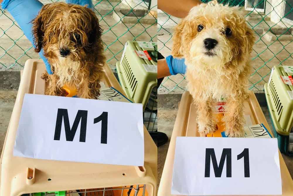 maqis detains poodle dogs at klia over inaccurate declaration