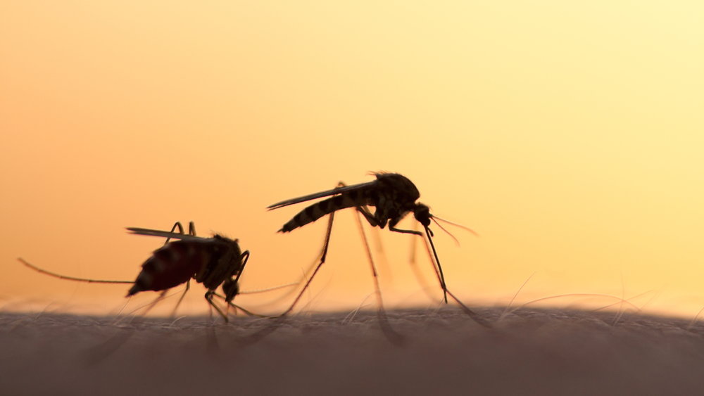 są już w europie. naukowcy ostrzegają przez groźnymi komarami
