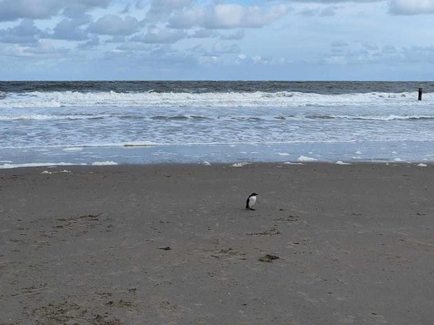 „die kinder waren total aus dem häuschen“: pinguin am nordseestrand gesichtet?