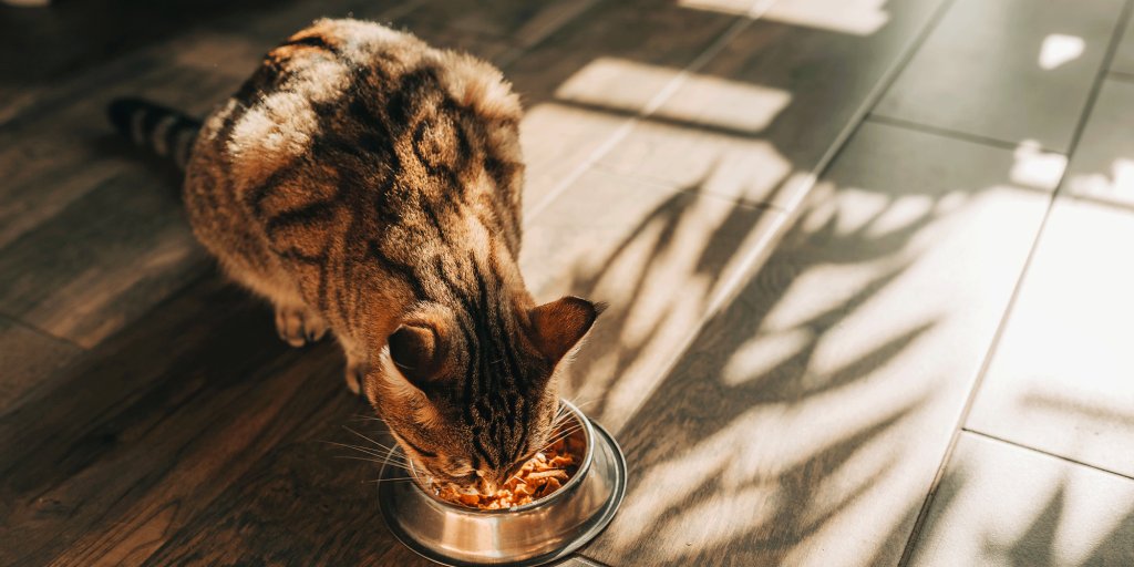 les bienfaits de l’alimentation naturelle pour la santé des chats