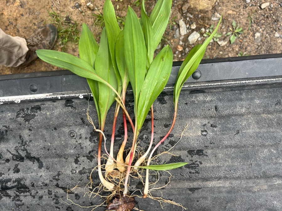 WVU researchers explore potential health benefits of ramps