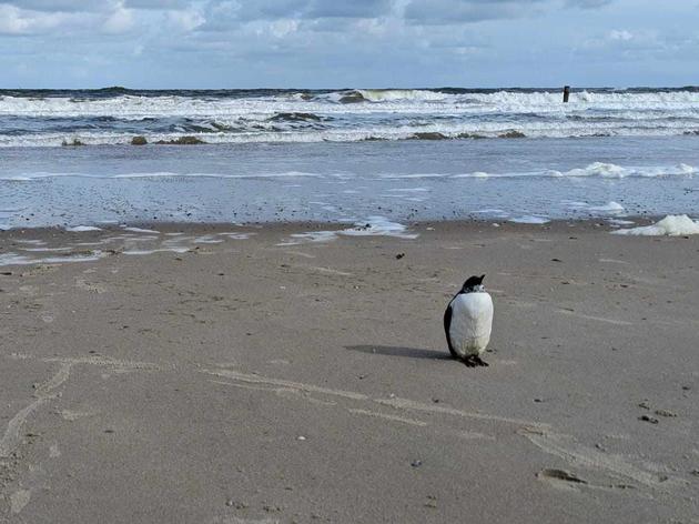 „die kinder waren total aus dem häuschen“: pinguin am nordseestrand gesichtet?