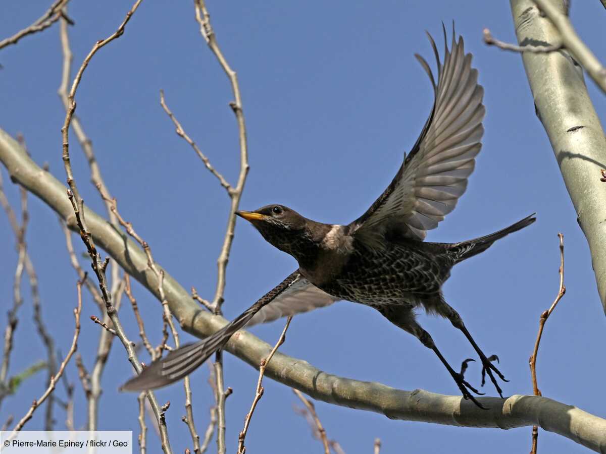 comment le compas magnétique des oiseaux migrateurs fonctionne-t-il ? la réponse se trouve dans leur rétine