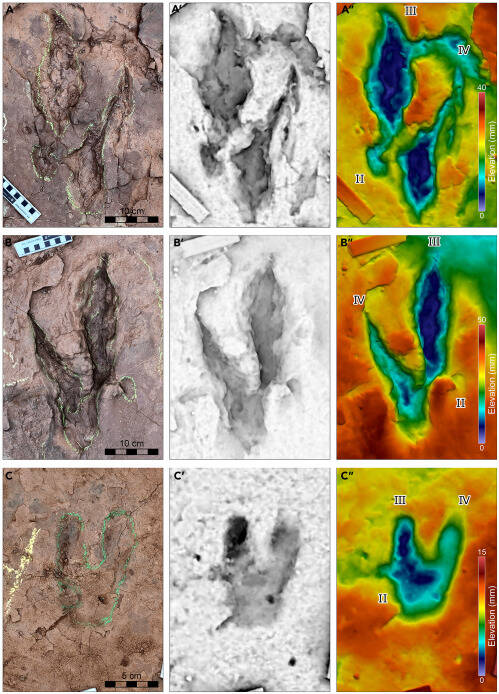 les traces d’un vélociraptor xxl, le plus grand de tous, découvertes par des chercheurs en chine
