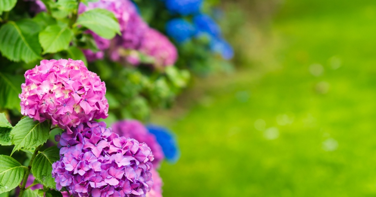 beskær disse 3 planter nu: sikrer dig et blomsterhav til sommer