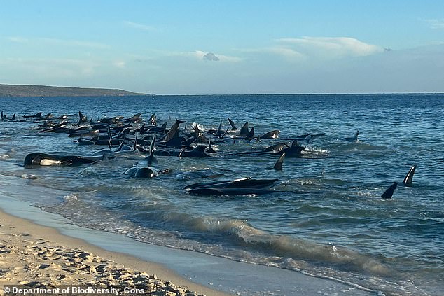 heartbreaking decision made to prevent another mass whale stranding