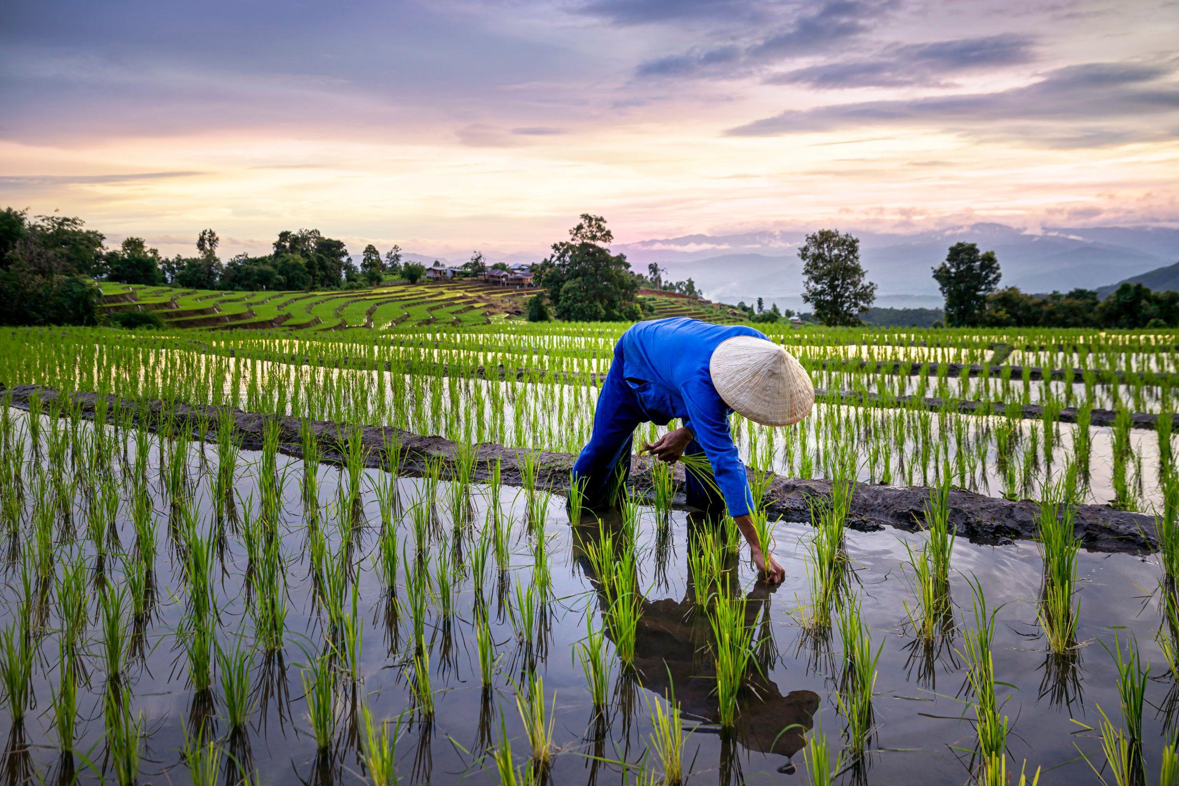 indonesia-china siapkan proyek satu juta hektare sawah di kalteng - 'hanya menghamburkan uang,' kata pengamat