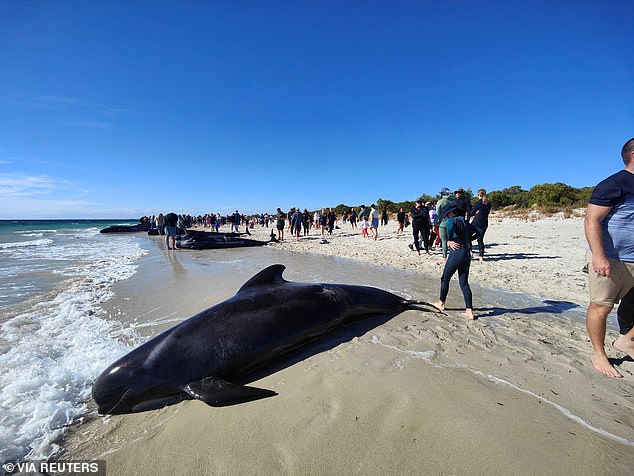 heartbreaking decision made to prevent another mass whale stranding