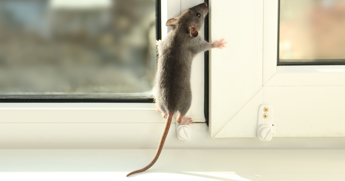 er du træt af mus i dit hjem? her er nogle simple forebyggende råd