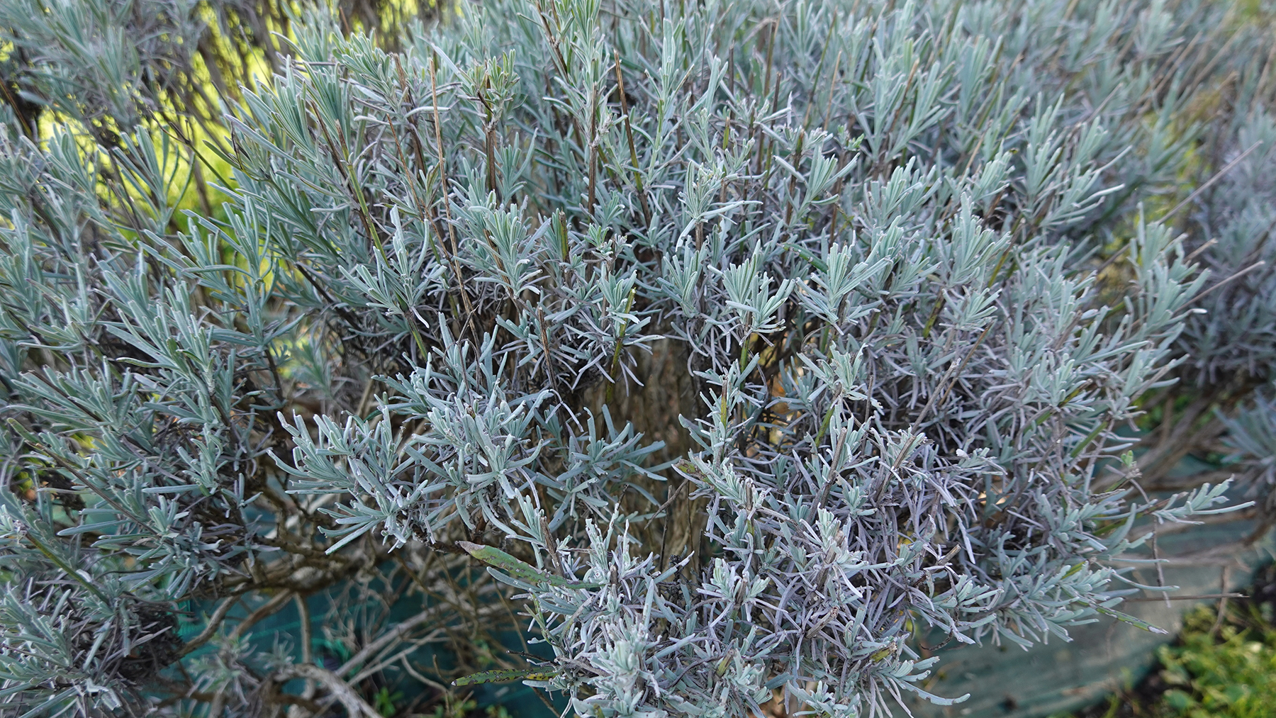 how to, amazon, can you save a woody lavender plant? expert advice tips on how to make it fresh for summer