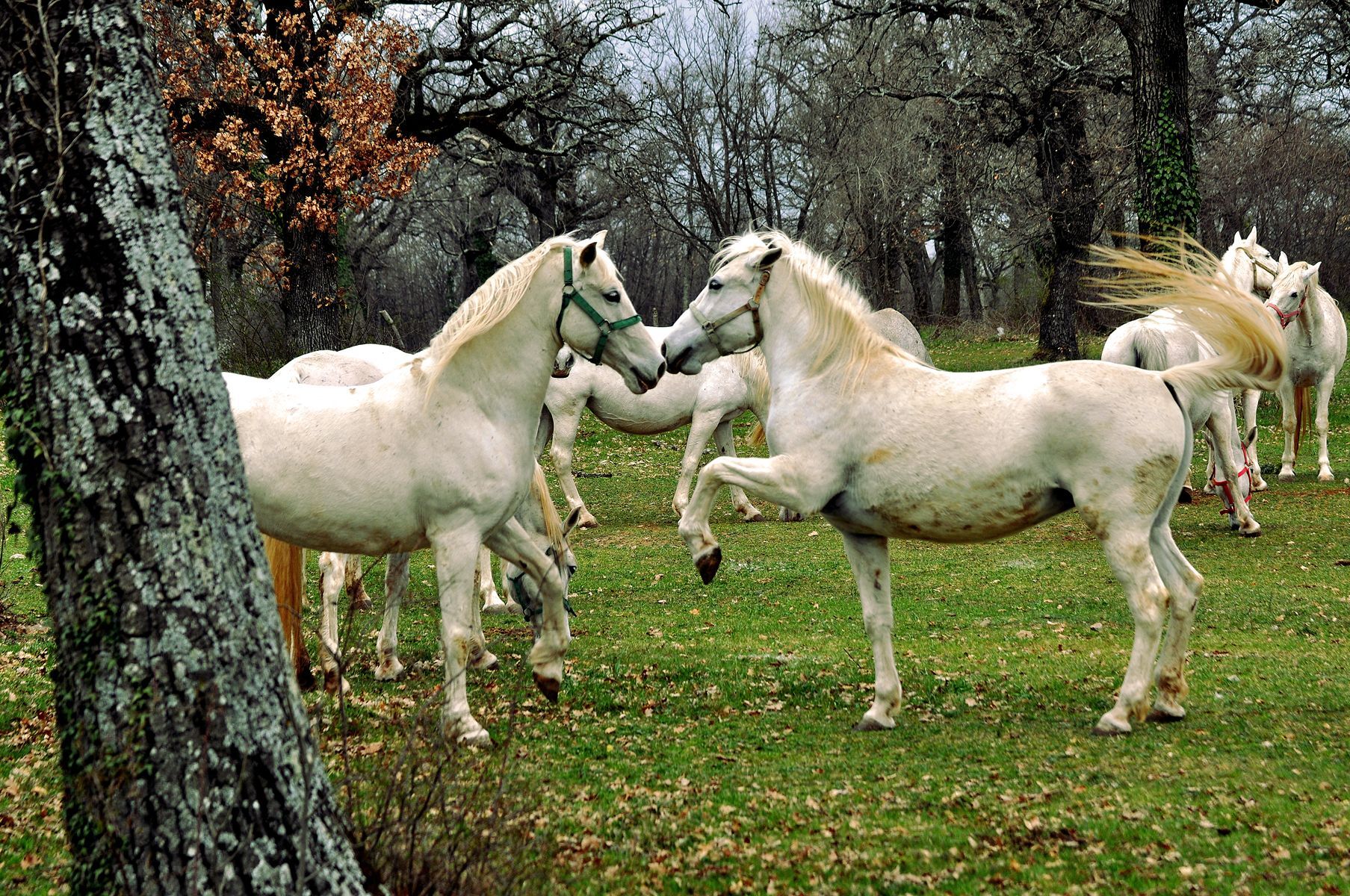 <p>Home of the prestigious Lipizzaner horse since the 16th century, <a href="https://www.slovenia.info/en/places-to-go/attractions/lipica">Lipica</a> is a fascinating destination for horse lovers. Located in southwest Slovenia, this picturesque region is known for its lush green landscapes and historic Lipizzaner stud farm, where visitors can admire the elegant white horses up close. Take a guided tour of the Lipica estate to learn more about the noble Lipizzaner breed, or sign up for horseback riding lessons or trail rides through the surrounding karst landscape.</p>