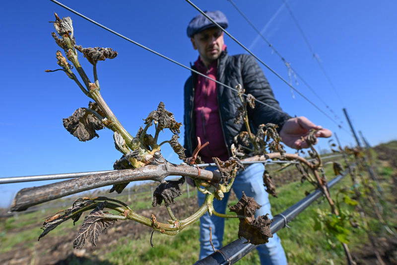 škody na vinohradech v čr přesáhly dvě miliardy korun, uvedli vinaři
