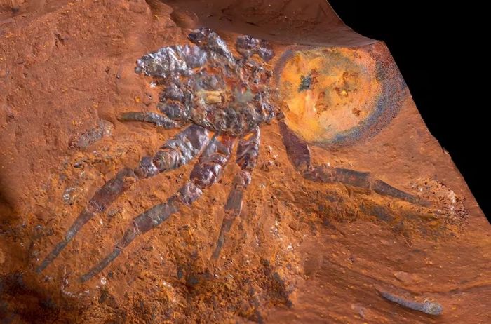 no es la de spider-man: descubren una araña gigantesca de hace 16 millones de años