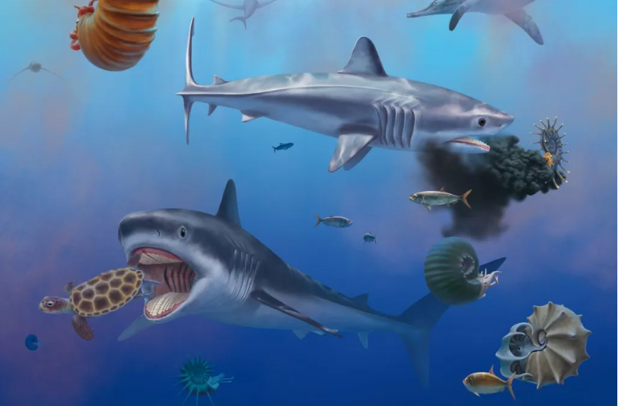 scientists discover prehistoric shark with 'grinding' teeth that crushed turtle shells