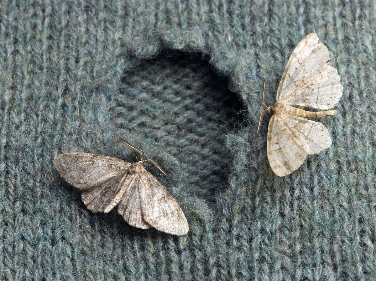 get rid of clothes moths - here's how!